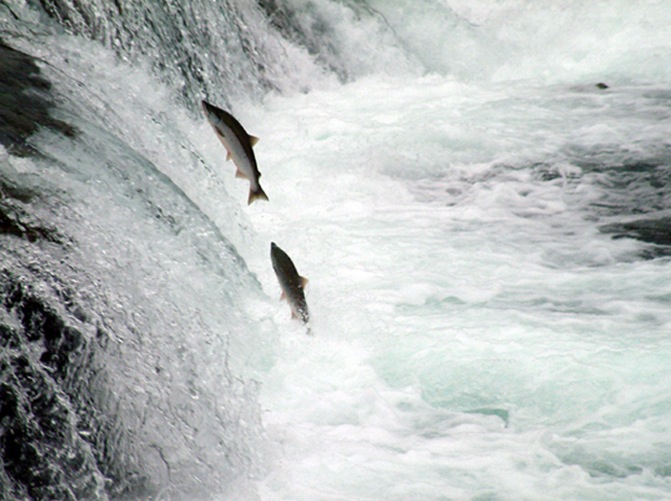 salmon leaping